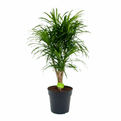 Dracaena Reflexa Anita - Enkele Stam - Drakenbloedboom-p24 H110 - Kamerplant