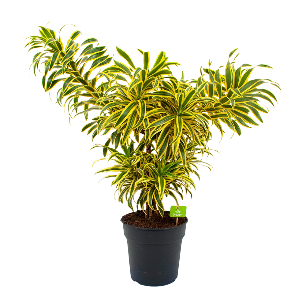 Dracaena Reflexa Song Of India - Vertakt - Drakenbloedboom - P24 H80 - Kamerplant 1 Dracaena Reflexa Song Of India - Vertakt - Drakenbloedboom - P24 H80 - Kamerplant