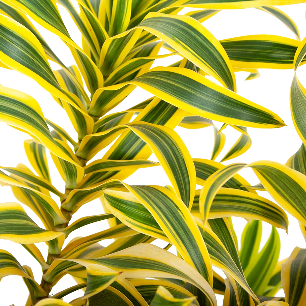 Dracaena Reflexa Song Of India - Vertakt - Drakenbloedboom - P24 H80 - Kamerplant 2 Dracaena Reflexa Song Of India - Vertakt - Drakenbloedboom - P24 H80 - Kamerplant - Afbeelding 2