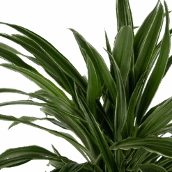 Dracaena Warneckei - Vertakt - Drakenbloedboom - P24 H110 - Kamerplant -Gardena Winkel dracaena warneckei vertakt drakenbloedboom p24 h110 kamerplant 4