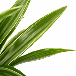 Dracaena White Stripe - Op Stam - Drakenbloedboom - P21 H100 - Kamerplant -Gardena Winkel dracaena white stripe op stam drakenbloedboom p21 h100 6 1