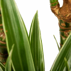 Dracaena White Stripe - Op Stam - Drakenbloedboom - P24 H150 - Kamerplant -Gardena Winkel dracaena white stripe op stam drakenbloedboom p24 h150 6 1