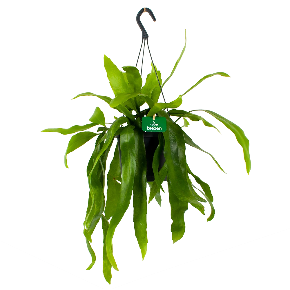 Epiphyllum Pumilum - In Hangpot - P17 H40 - Kamerplant 1 Epiphyllum Pumilum - In Hangpot - P17 H40 - Kamerplant