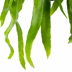 Epiphyllum Pumilum - In Hangpot - P17 H40 - Kamerplant 6 Epiphyllum Pumilum - In Hangpot - P17 H40 - Kamerplant -Gardena Winkel epiphyllum pumilum in hangpot p17 h40 6 1