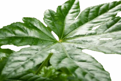 Fatsia Japonica - Vingerplant - P19 H60 - Kamerplant -Gardena Winkel fatsia japonica vingerplant p19 h60 5