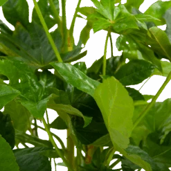 Fatsia Japonica - Vingerplant - P19 H60 - Kamerplant -Gardena Winkel fatsia japonica vingerplant p19 h60 6