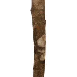 Ficus Binnendijkii Amstel King Op Stam - Treurvijg - P31 H140 - Kamerplant 6 Ficus Binnendijkii Amstel King Op Stam - Treurvijg - P31 H140 - Kamerplant -Gardena Winkel ficus binnendijkii amstel king op stam treurvijg p31 h140 6