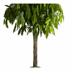 Ficus Binnendijkii Amstel King Op Stam - Treurvijg - P40 H170 - Kamerplant -Gardena Winkel ficus binnendijkii amstel king op stam treurvijg p40 h170 4