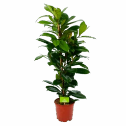 Ficus Cyathistipula - Groene Vijg - Toef - P21 H105 - Kamerplant