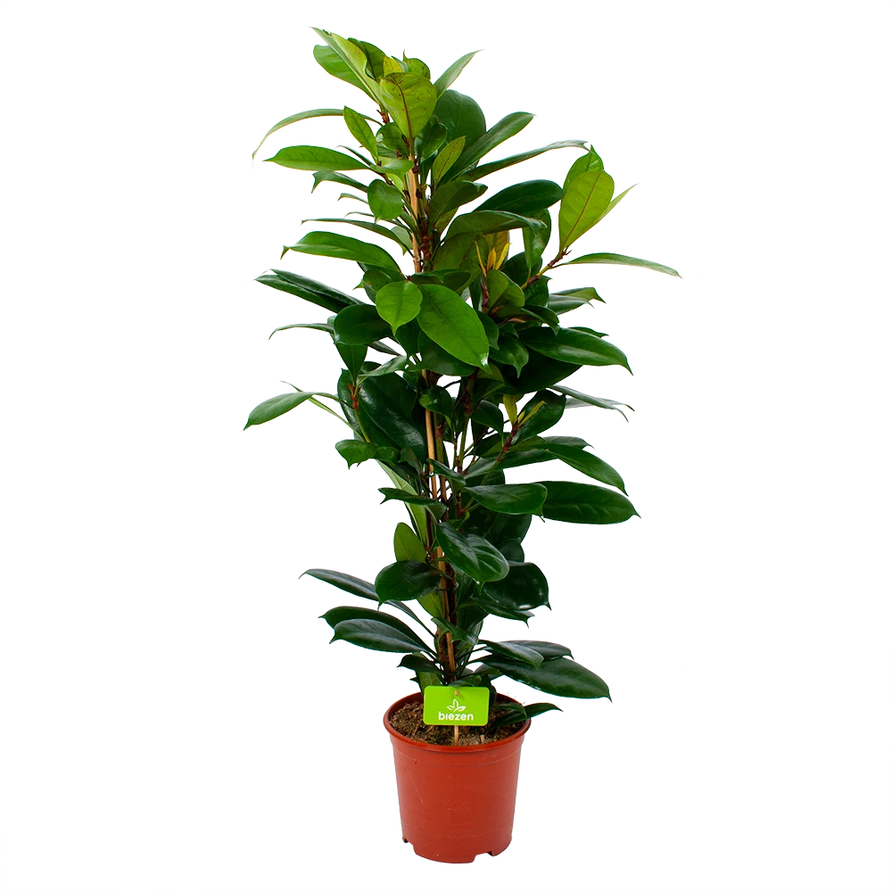 Ficus Cyathistipula - Groene Vijg - Toef - P21 H105 - Kamerplant 1 Ficus Cyathistipula - Groene Vijg - Toef - P21 H105 - Kamerplant