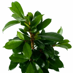 Ficus Cyathistipula - Groene Vijg - Toef - P21 H105 - Kamerplant 6 Ficus Cyathistipula - Groene Vijg - Toef - P21 H105 - Kamerplant -Gardena Winkel ficus cyathistipula groene vijg toef p21 h105 6 1