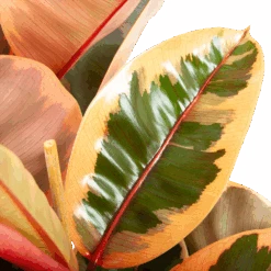 Ficus Elastica Belize - Rubberboom - P27 H100 - Kamerplant -Gardena Winkel ficus elastica belize rubberboom p27 h100 6