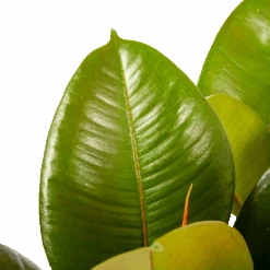 Ficus Elastica Robusta - Rubberboom - P19 H55 - Kamerplant -Gardena Winkel ficus elastica robusta rubberboom p19 h55 6