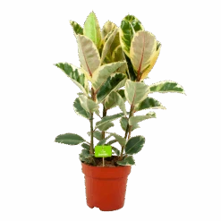 Ficus Elastica Tineke - Rubberboom - P27 H100 - Kamerplant