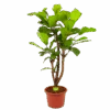 Ficus Lyrata Vertakt - Tabaksplant - P40 H160 - Kamerplant