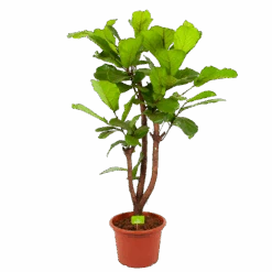 Ficus Lyrata Vertakt - Tabaksplant - P40 H160 - Kamerplant