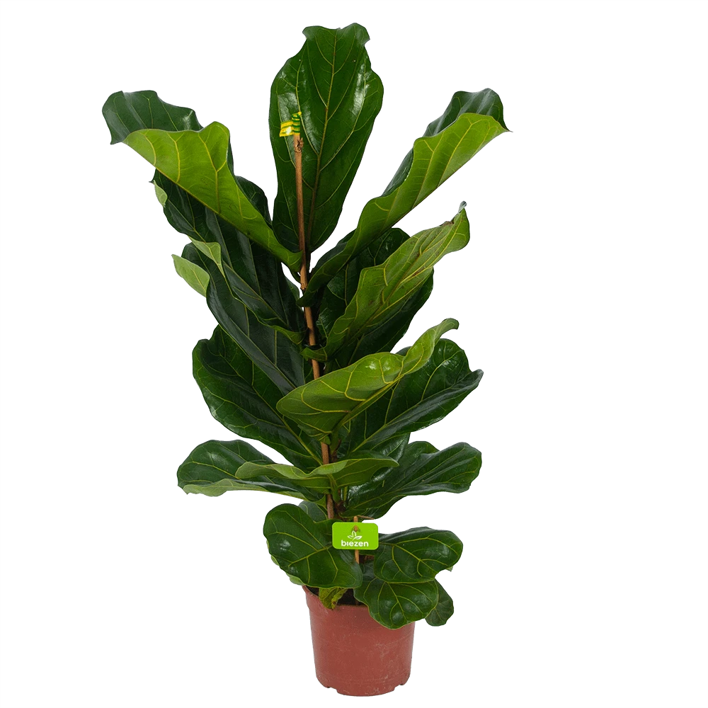 Ficus Lyrata - Tabaksplant - Toef - P17 H90 - Kamerplant 2 Ficus Lyrata - Tabaksplant - Toef - P17 H90 - Kamerplant - Afbeelding 2