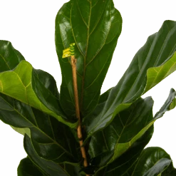Ficus Lyrata - Tabaksplant - Toef - P17 H90 - Kamerplant 6 Ficus Lyrata - Tabaksplant - Toef - P17 H90 - Kamerplant -Gardena Winkel ficus lyrata tabaksplant toef p17 h90 5