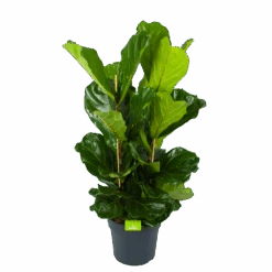 Ficus Lyrata - Tabaksplant - Toef - P34 H120 - Kamerplant