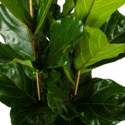 Ficus Lyrata - Tabaksplant - Toef - P34 H120 - Kamerplant -Gardena Winkel ficus lyrata tabaksplant toef p34 h120 5 3