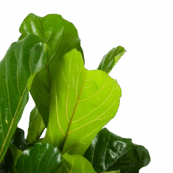 Ficus Lyrata - Tabaksplant - Toef - P34 H120 - Kamerplant -Gardena Winkel ficus lyrata tabaksplant toef p34 h120 6 3