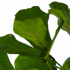 Ficus Lyrata Vertakt - Tabaksplant - P27 H140 - Kamerplant -Gardena Winkel ficus lyrata vertakt tabaksplant p27 h140 kamerplant 4