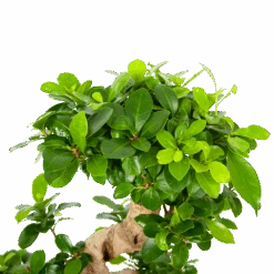 Ficus Microcarpa Ginseng - Bonsai - P21 H65 - Kamerplant -Gardena Winkel ficus microcarpa ginseng bonsai p21 h65 6