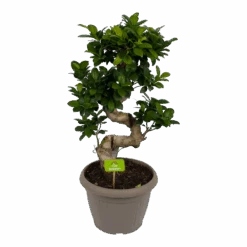 Ficus Microcarpa Ginseng - Bonsai - P25 H70 - Kamerplant