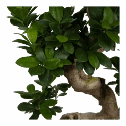 Ficus Microcarpa Ginseng - Bonsai - P25 H70 - Kamerplant -Gardena Winkel ficus microcarpa ginseng bonsai p25 h70 6