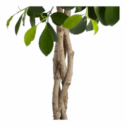 Ficus Microcarpa Nitida Op Gevlochten Stam - Treurvijg - P24 H100 - Kamerplant -Gardena Winkel ficus microcarpa nitida op gevlochten stam treurvijg p24 h100 3