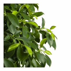 Ficus Microcarpa Nitida Op Gevlochten Stam - Treurvijg - P24 H100 - Kamerplant -Gardena Winkel ficus microcarpa nitida op gevlochten stam treurvijg p24 h100 4