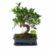 Ficus Retusa Taiwan - Bonsai - P29 H50 - Kamerplant