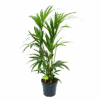 Kentiapalm - Howea Forsteriana - P19 H90 - Kamerplant