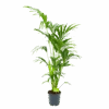 Kentiapalm - Howea Forsteriana - P21 H140 - Kamerplant