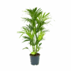 Kentiapalm - Howea Forsteriana - P24 H130 - Kamerplant