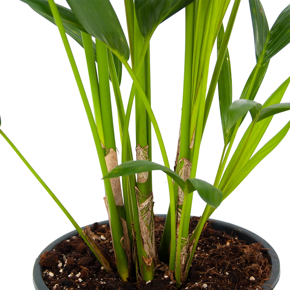 Kentiapalm - Howea Forsteriana - P24 H130 - Kamerplant 2 Kentiapalm - Howea Forsteriana - P24 H130 - Kamerplant - Afbeelding 2