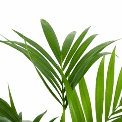 Kentiapalm - Howea Forsteriana - P24 H130 - Kamerplant 6 Kentiapalm - Howea Forsteriana - P24 H130 - Kamerplant -Gardena Winkel kentiapalm howea forsteriana p24 h130 6