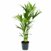 Kentiapalm - Howea Forsteriana - P24 H140 - Kamerplant