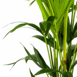 Kentiapalm - Howea Forsteriana - P24 H150 - Kamerplant 6 Kentiapalm - Howea Forsteriana - P24 H150 - Kamerplant -Gardena Winkel kentiapalm howea forsteriana p24 h150 3