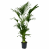 Kentiapalm - Howea Forsteriana - P27 H200 - Kamerplant