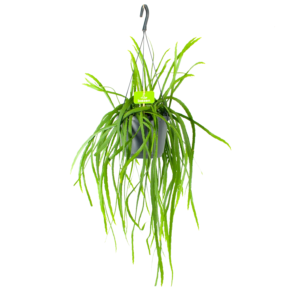 Lepismium Bolivianum - In Hangpot - P17 H40 - Kamerplant 1 Lepismium Bolivianum - In Hangpot - P17 H40 - Kamerplant