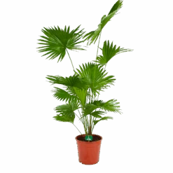 Livistona Rotundifolia - Chinese Schermpalm - P24 H100 - Kamerplant