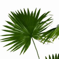 Livistona Rotundifolia - Chinese Schermpalm - P24 H100 - Kamerplant 6 Livistona Rotundifolia - Chinese Schermpalm - P24 H100 - Kamerplant -Gardena Winkel livistona rotundifolia chinese schermpalm p24 h100 kamerplant 3