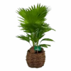Livistona Rotundifolia In Gevlochten Caryota Pot - Chinese Schermpalm - P19 H50 - Kamerplant