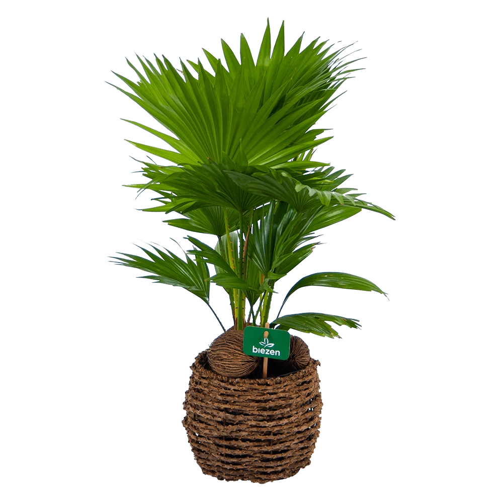Livistona Rotundifolia In Gevlochten Caryota Pot - Chinese Schermpalm - P19 H50 - Kamerplant 1 Livistona Rotundifolia In Gevlochten Caryota Pot - Chinese Schermpalm - P19 H50 - Kamerplant