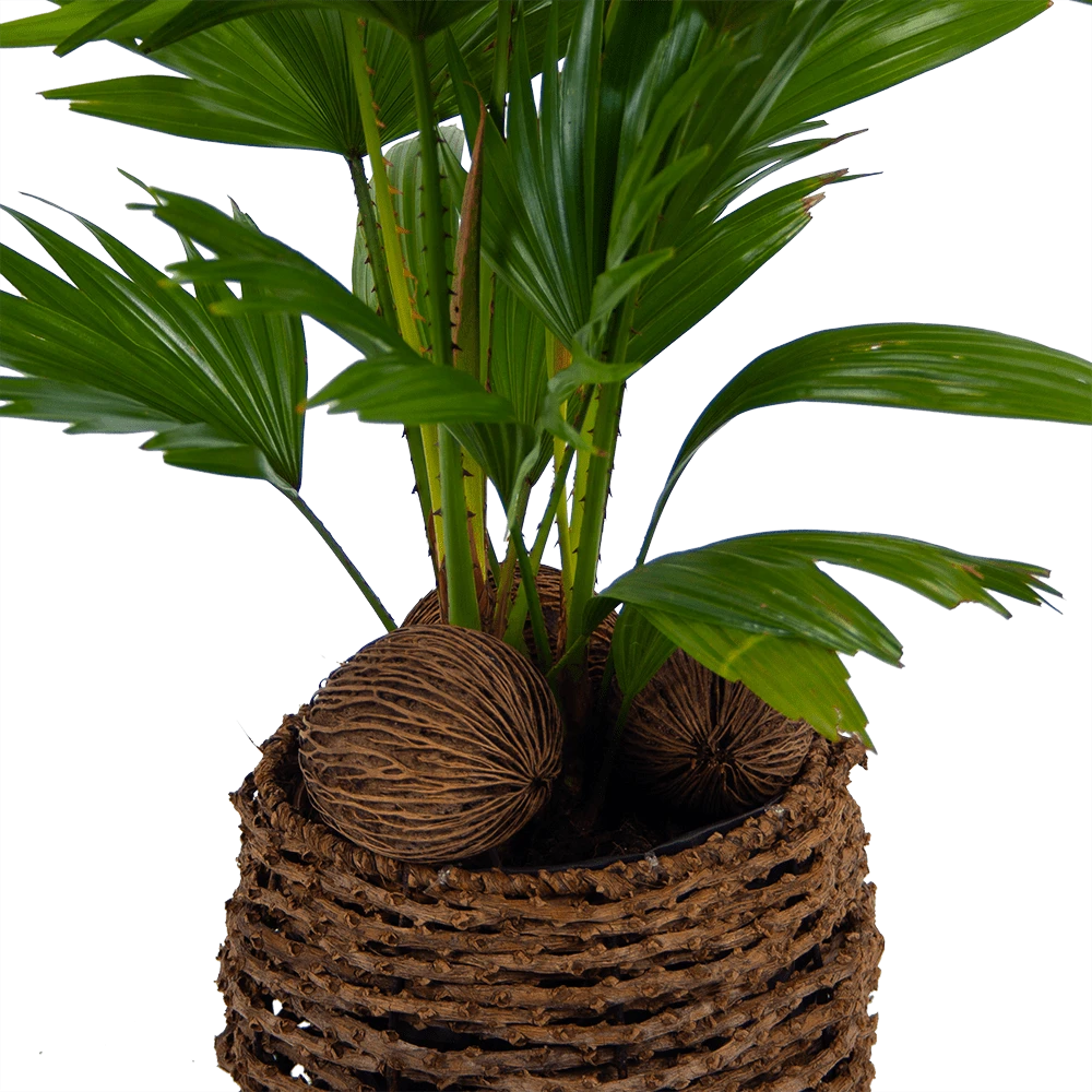 Livistona Rotundifolia In Gevlochten Caryota Pot - Chinese Schermpalm - P19 H50 - Kamerplant 2 Livistona Rotundifolia In Gevlochten Caryota Pot - Chinese Schermpalm - P19 H50 - Kamerplant - Afbeelding 2