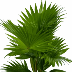 Livistona Rotundifolia In Gevlochten Caryota Pot - Chinese Schermpalm - P19 H50 - Kamerplant 6 Livistona Rotundifolia In Gevlochten Caryota Pot - Chinese Schermpalm - P19 H50 - Kamerplant -Gardena Winkel livistona rotundifolia in pot chinese schermpalm p19 h50 kamerplant 3