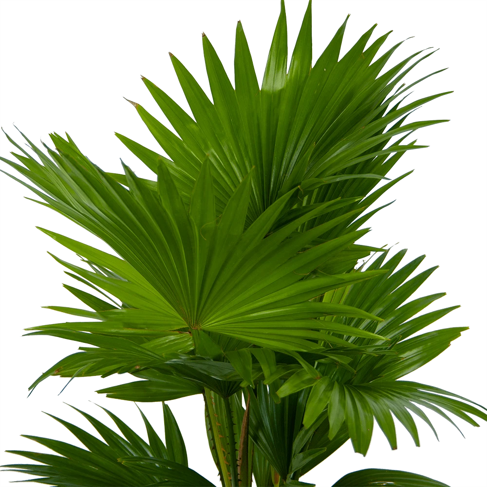 Livistona Rotundifolia In Gevlochten Caryota Pot - Chinese Schermpalm - P19 H50 - Kamerplant 3 Livistona Rotundifolia In Gevlochten Caryota Pot - Chinese Schermpalm - P19 H50 - Kamerplant - Afbeelding 3