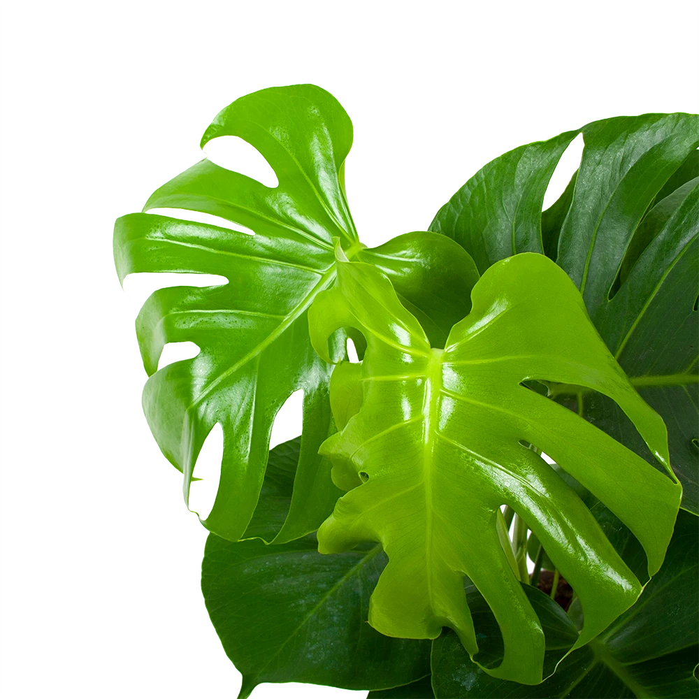 Monstera Deliciosa - Gatenplant - P17 H65 - Kamerplant 2 Monstera Deliciosa - Gatenplant - P17 H65 - Kamerplant - Afbeelding 2