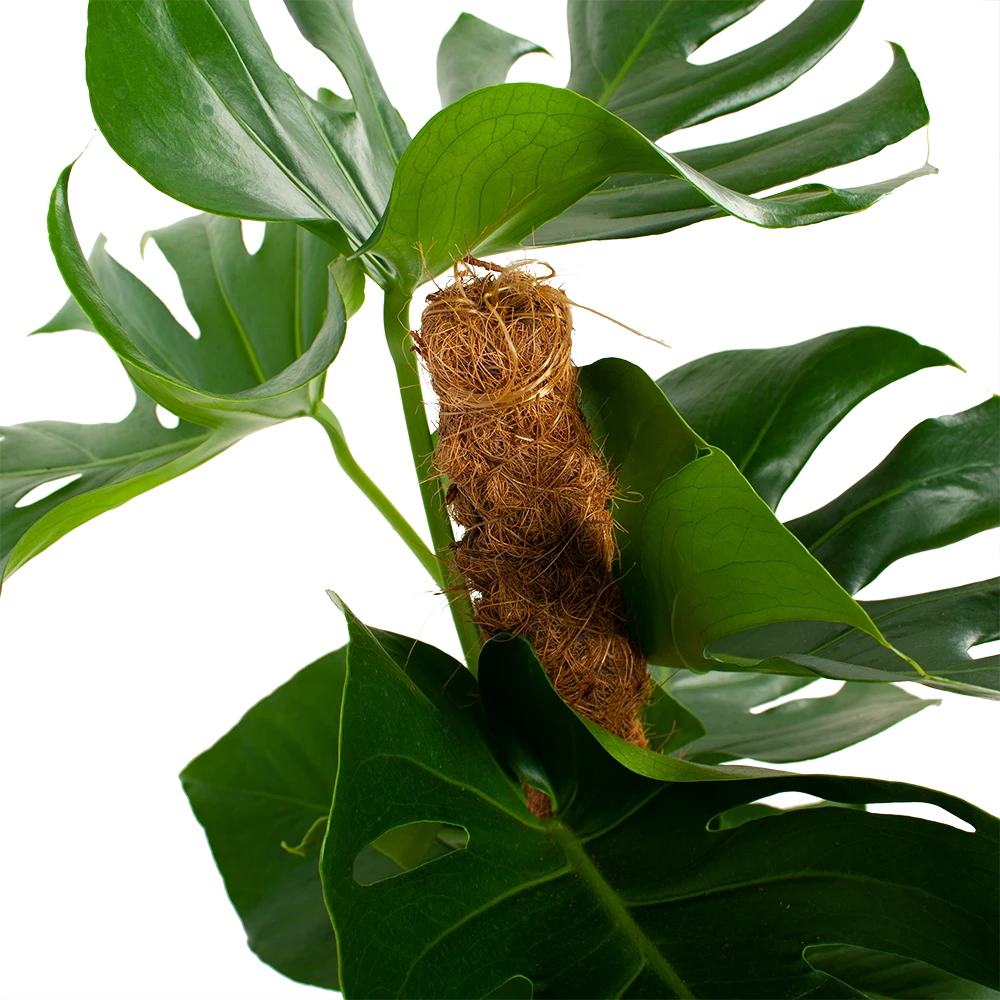 Monstera Deliciosa Op Mosstok - Gatenplant - P19 H80 - Kamerplant 3 Monstera Deliciosa Op Mosstok - Gatenplant - P19 H80 - Kamerplant - Afbeelding 3